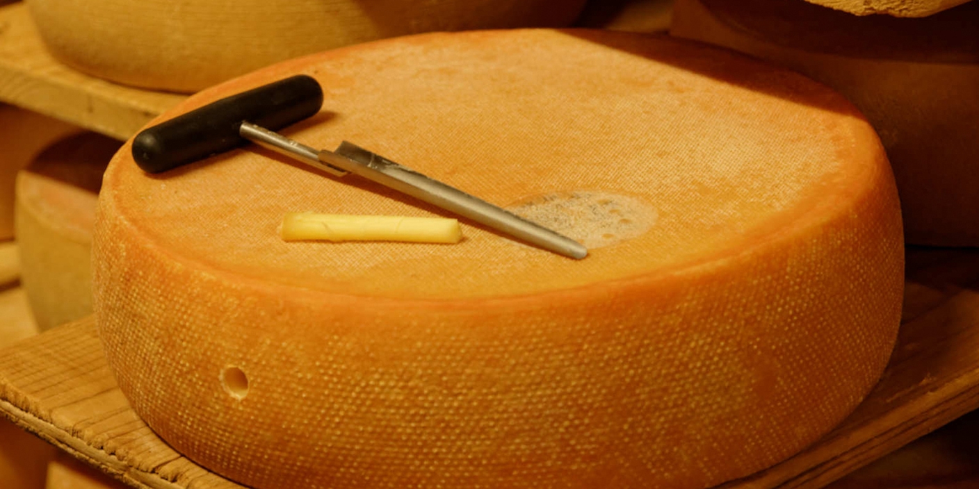 Käsebohrer auf Käse
